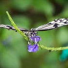 Schmetterling