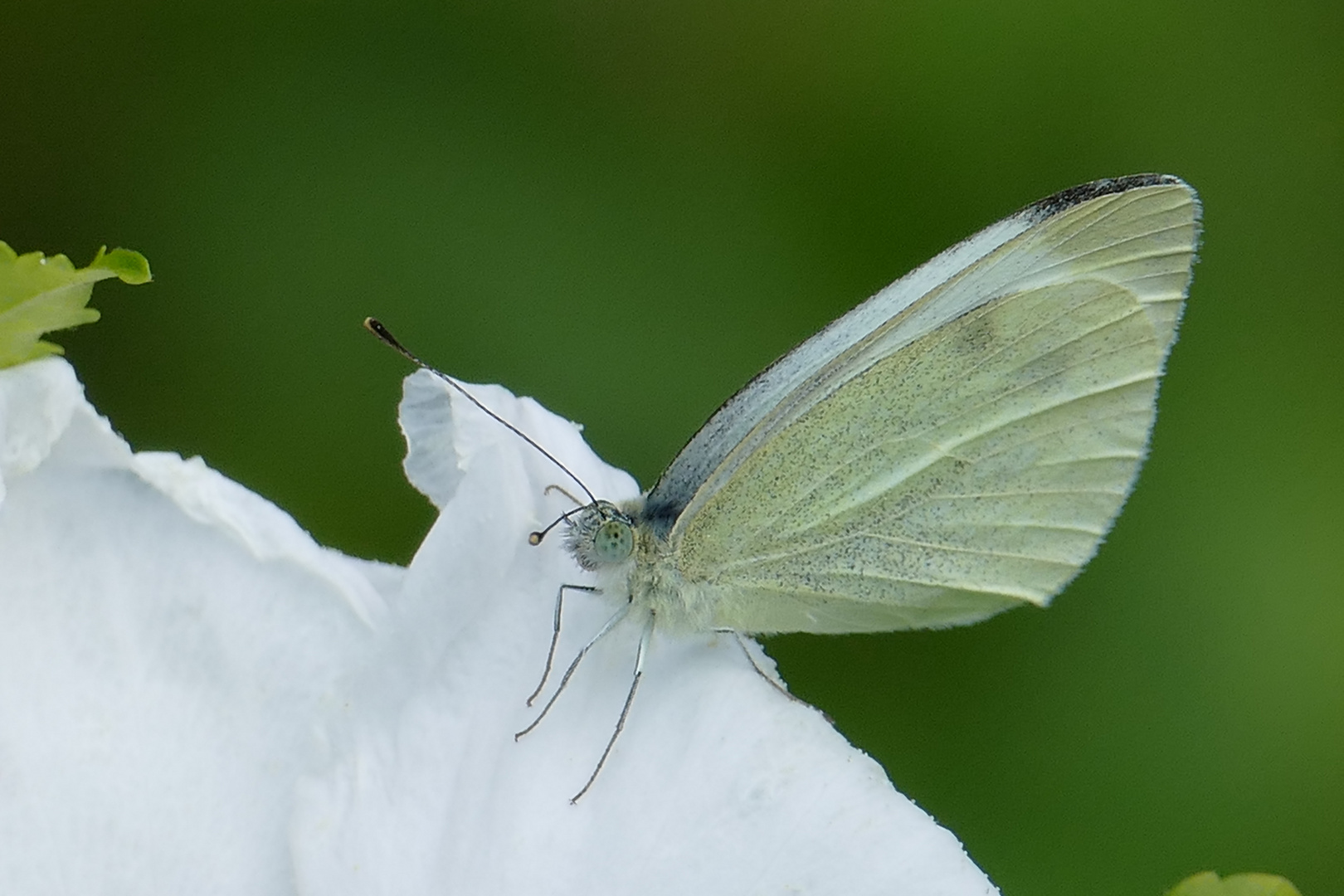 Schmetterling