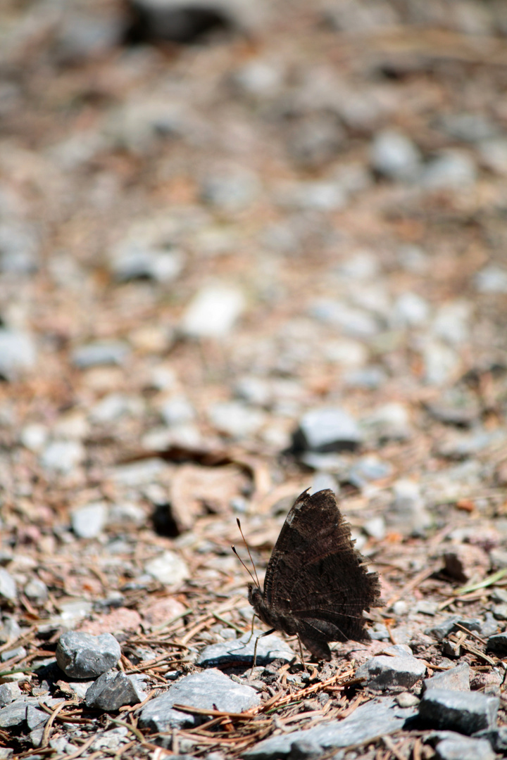 Schmetterling