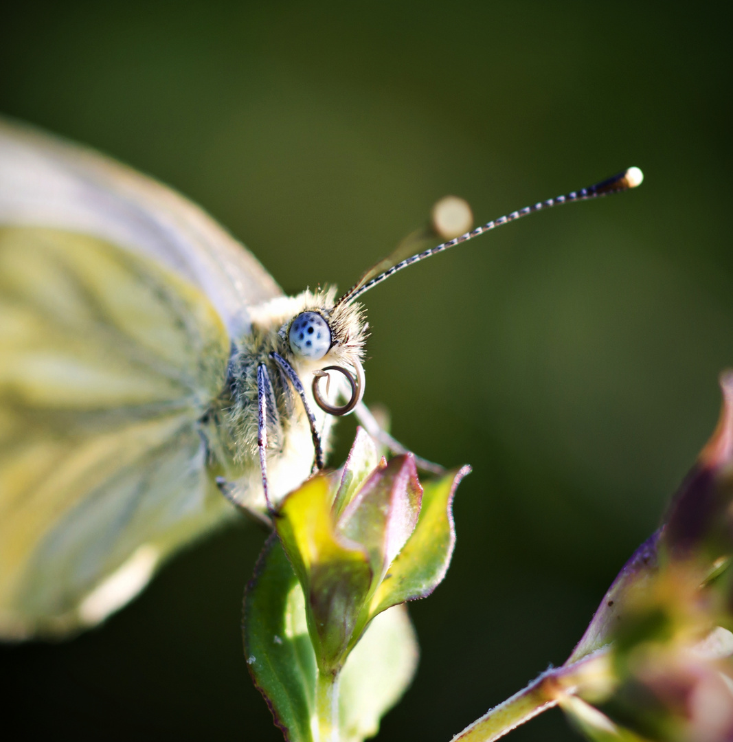 Schmetterling