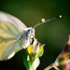 Schmetterling