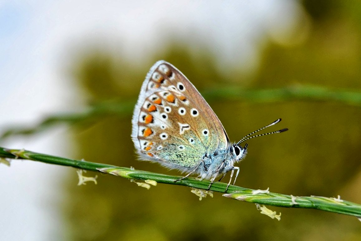 Schmetterling