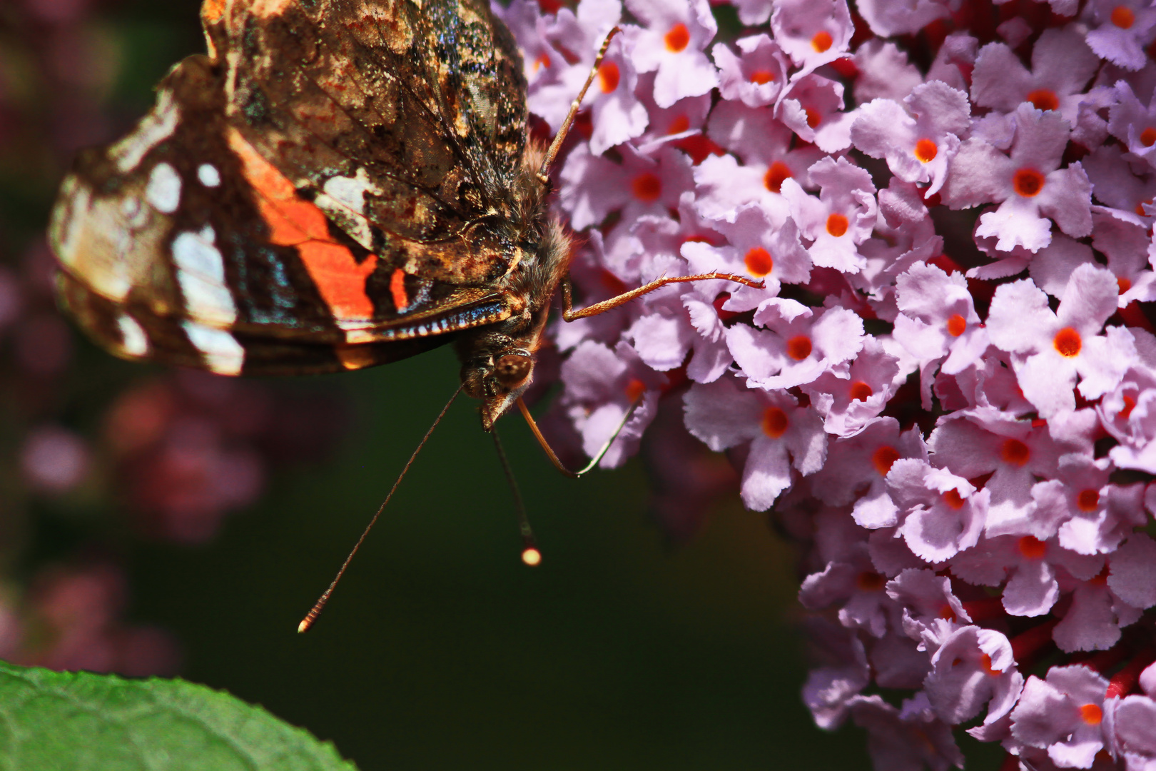 Schmetterling