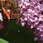 Schmetterling