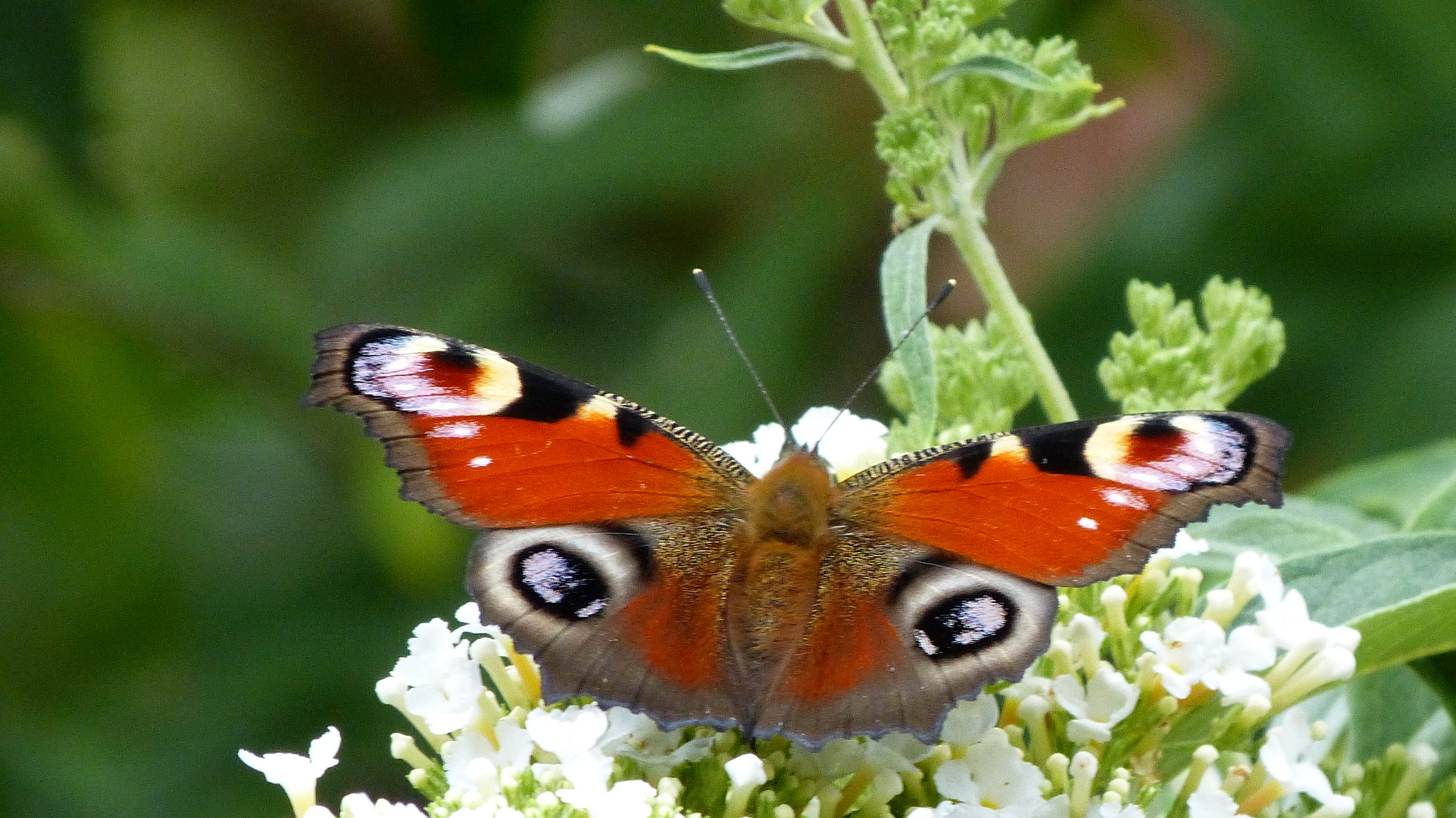 Schmetterling  