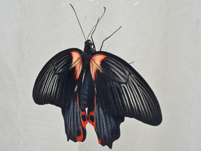 Schmetterling