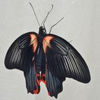 Schmetterling