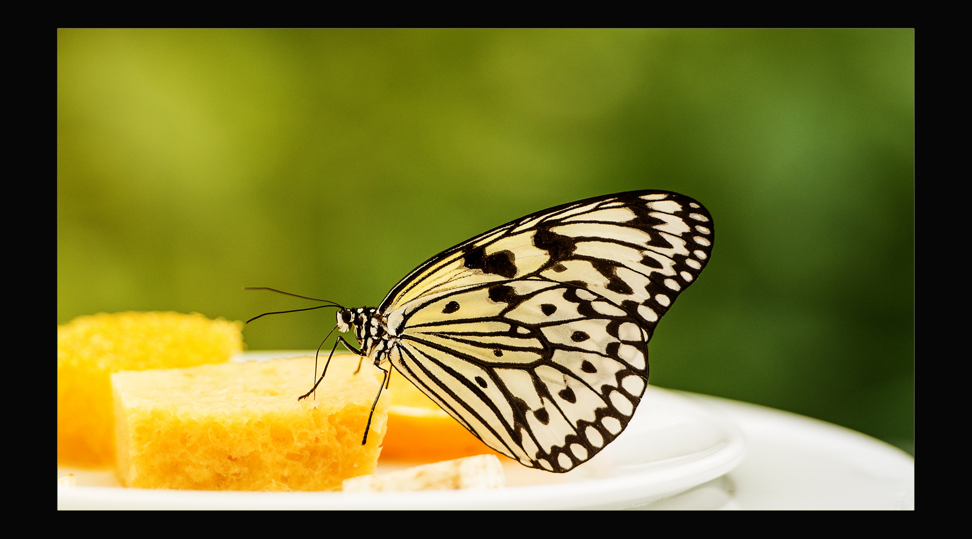 Schmetterling