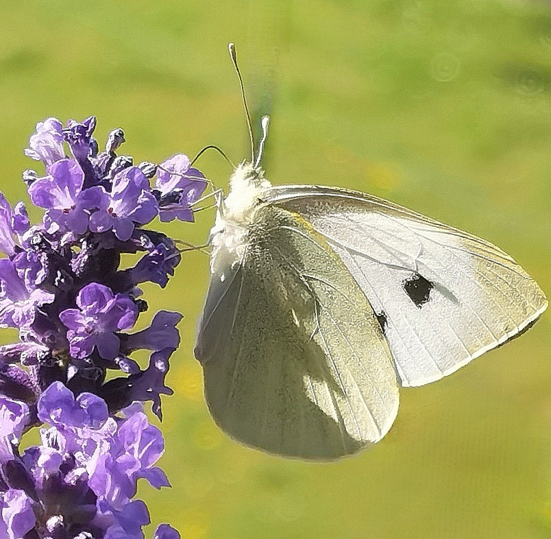 Schmetterling 