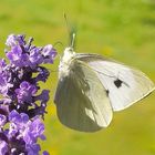 Schmetterling 