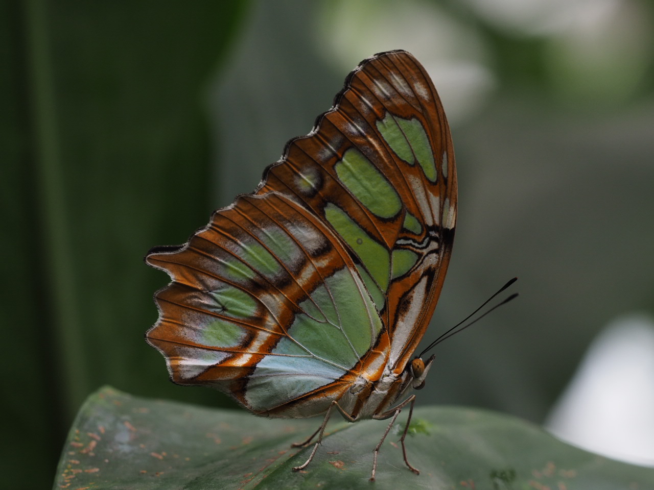 Schmetterling