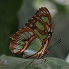 Schmetterling