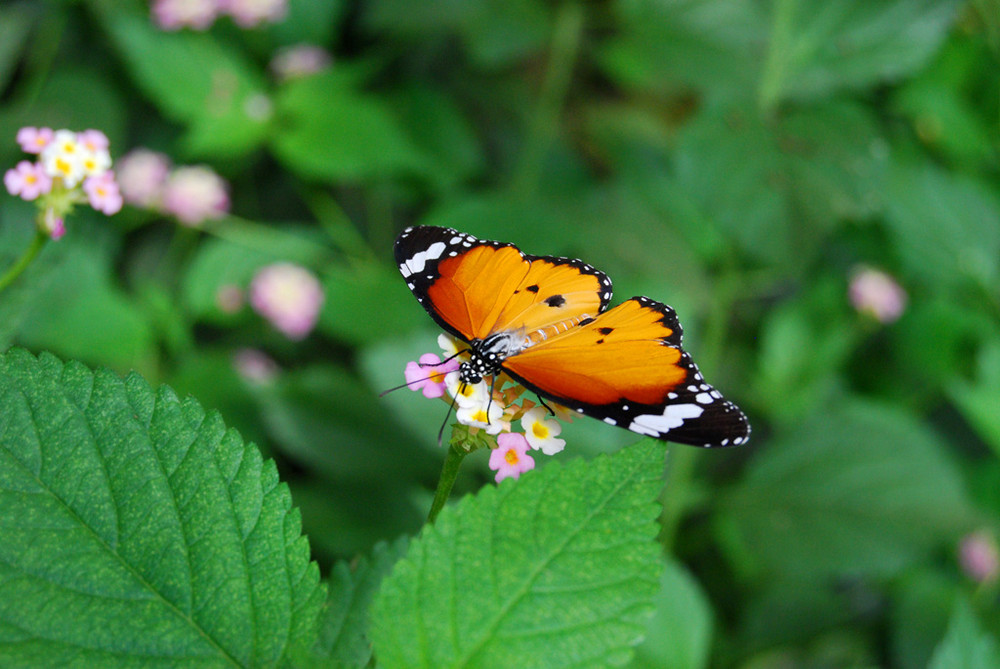 Schmetterling