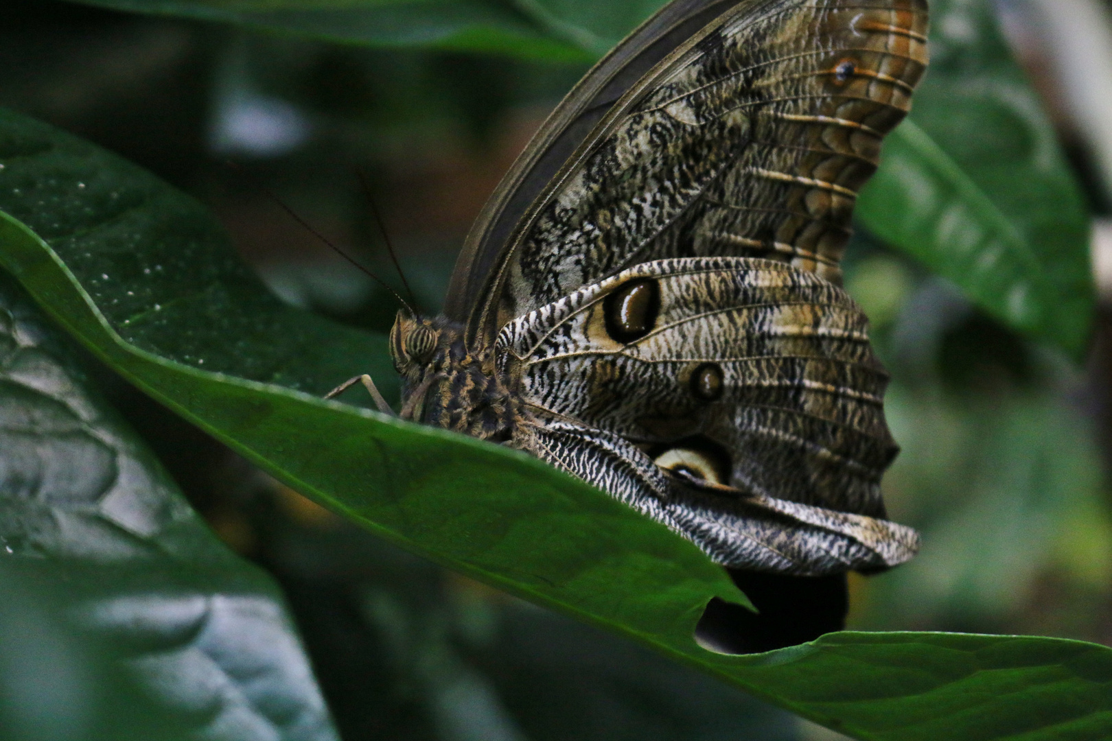 Schmetterling