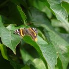 Schmetterling