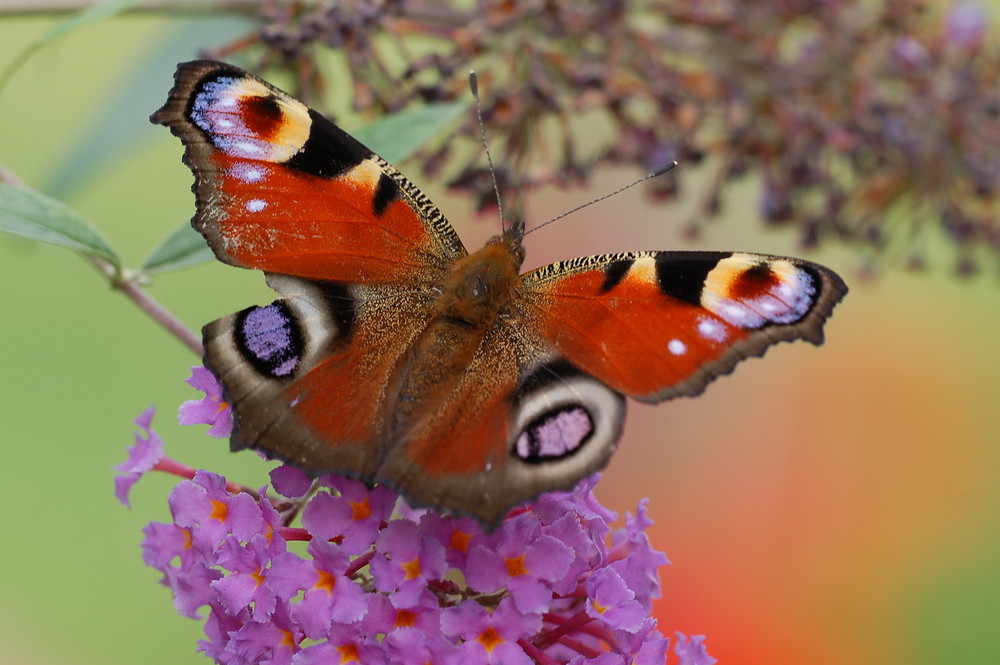 Schmetterling