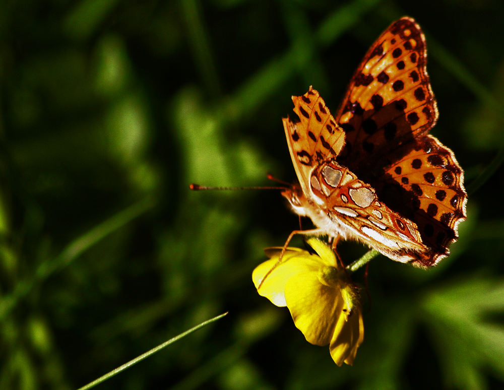 Schmetterling