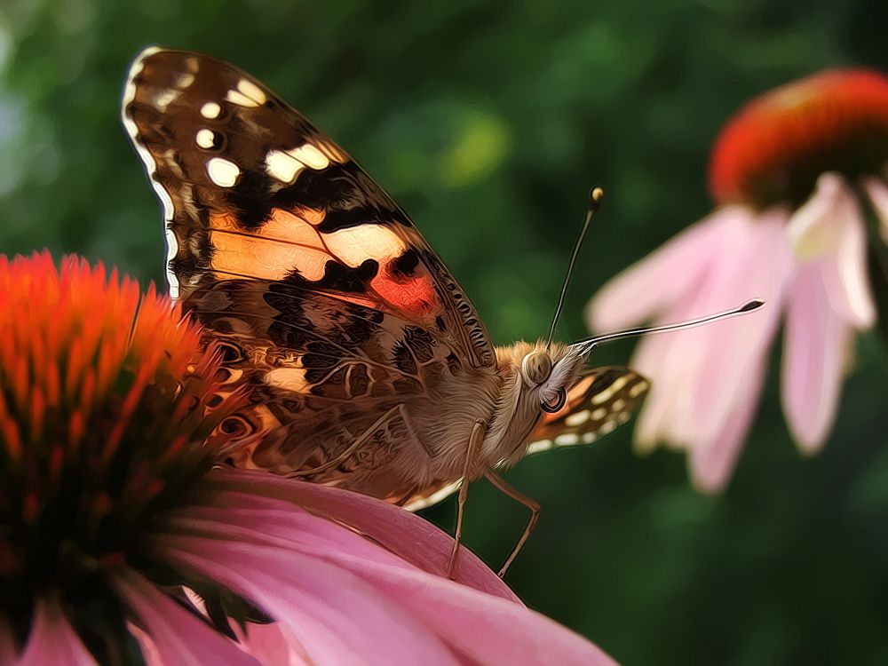 Schmetterling (Filter-Falter)