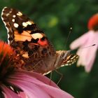 Schmetterling (Filter-Falter)