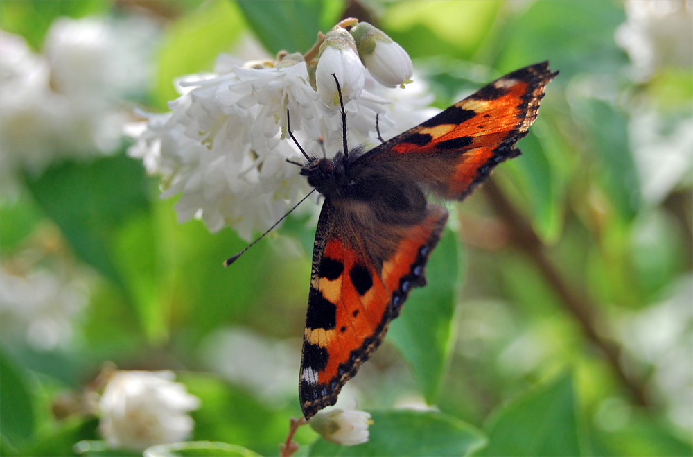 Schmetterling - Flatterding