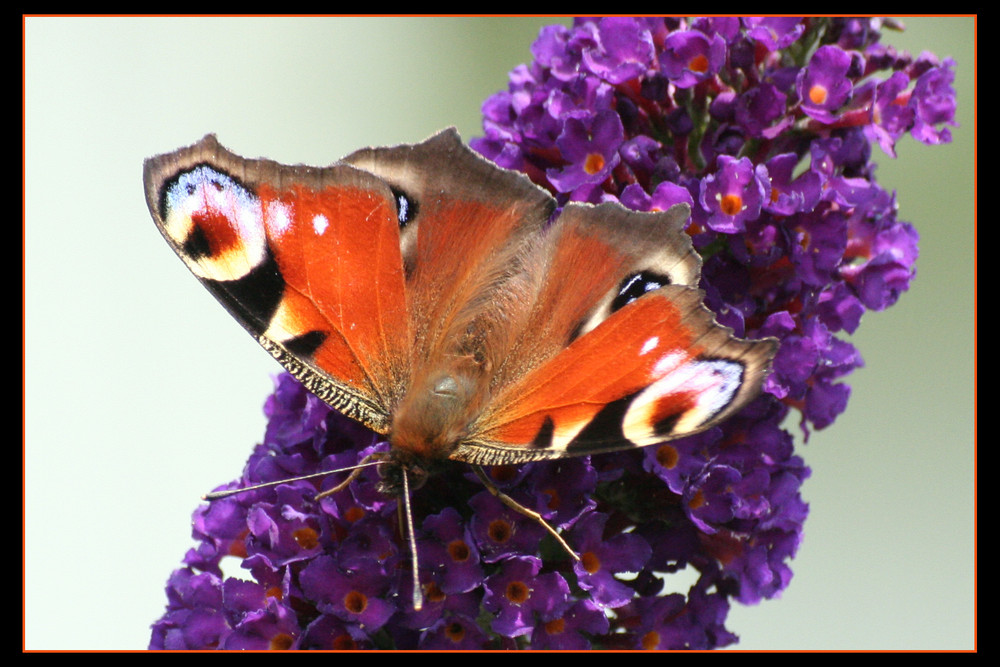 schmetterling-flieder