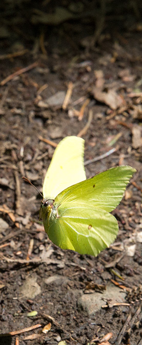 Schmetterling flieg