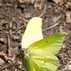 Schmetterling flieg