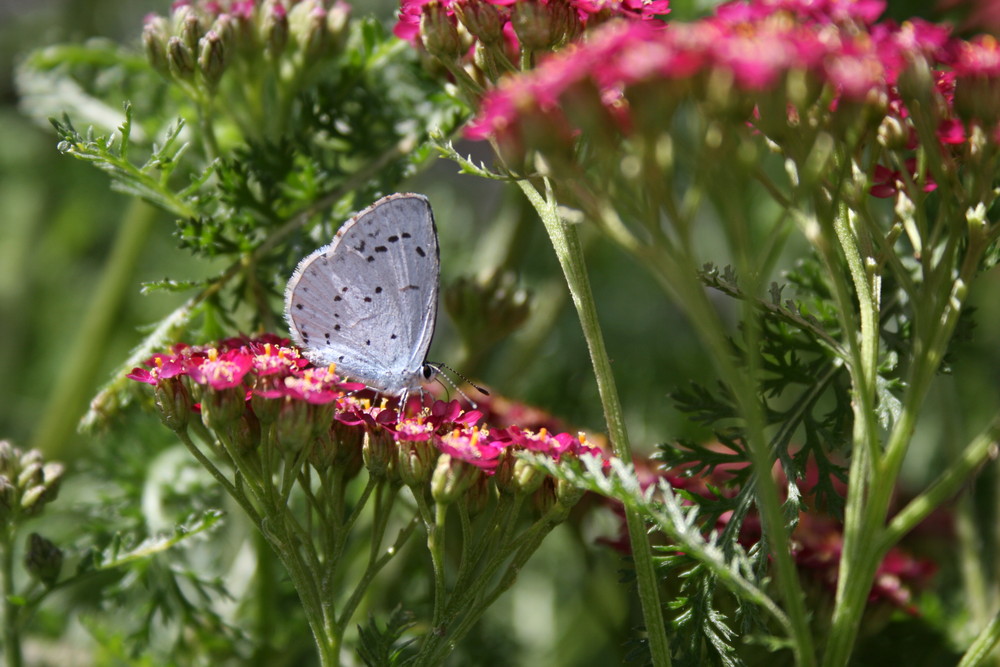 Schmetterling flieg......