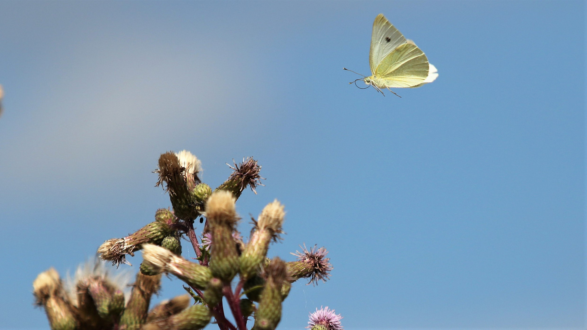 Schmetterling fliegend - Photos by FC - Jeannette Dewald