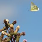 Schmetterling fliegend - Photos by FC - Jeannette Dewald