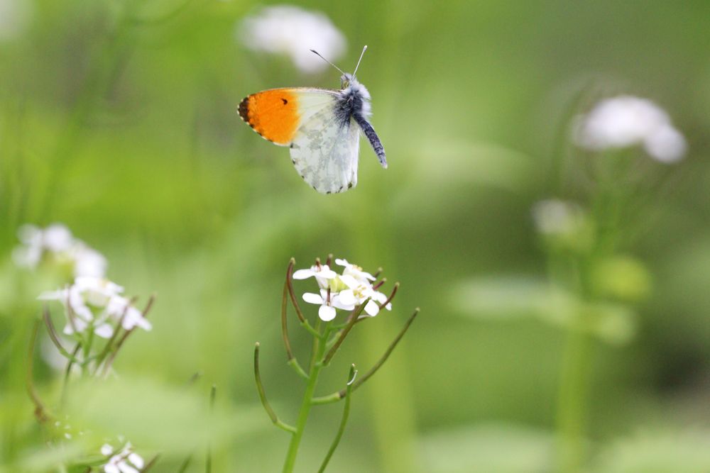 Schmetterling fliegt weg