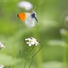 Schmetterling fliegt weg