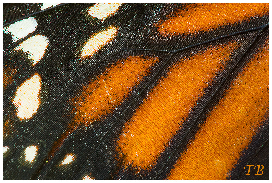 Schmetterling -- Flügel im Detail