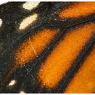 Schmetterling -- Flügel im Detail