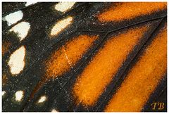Schmetterling -- Flügel im Detail