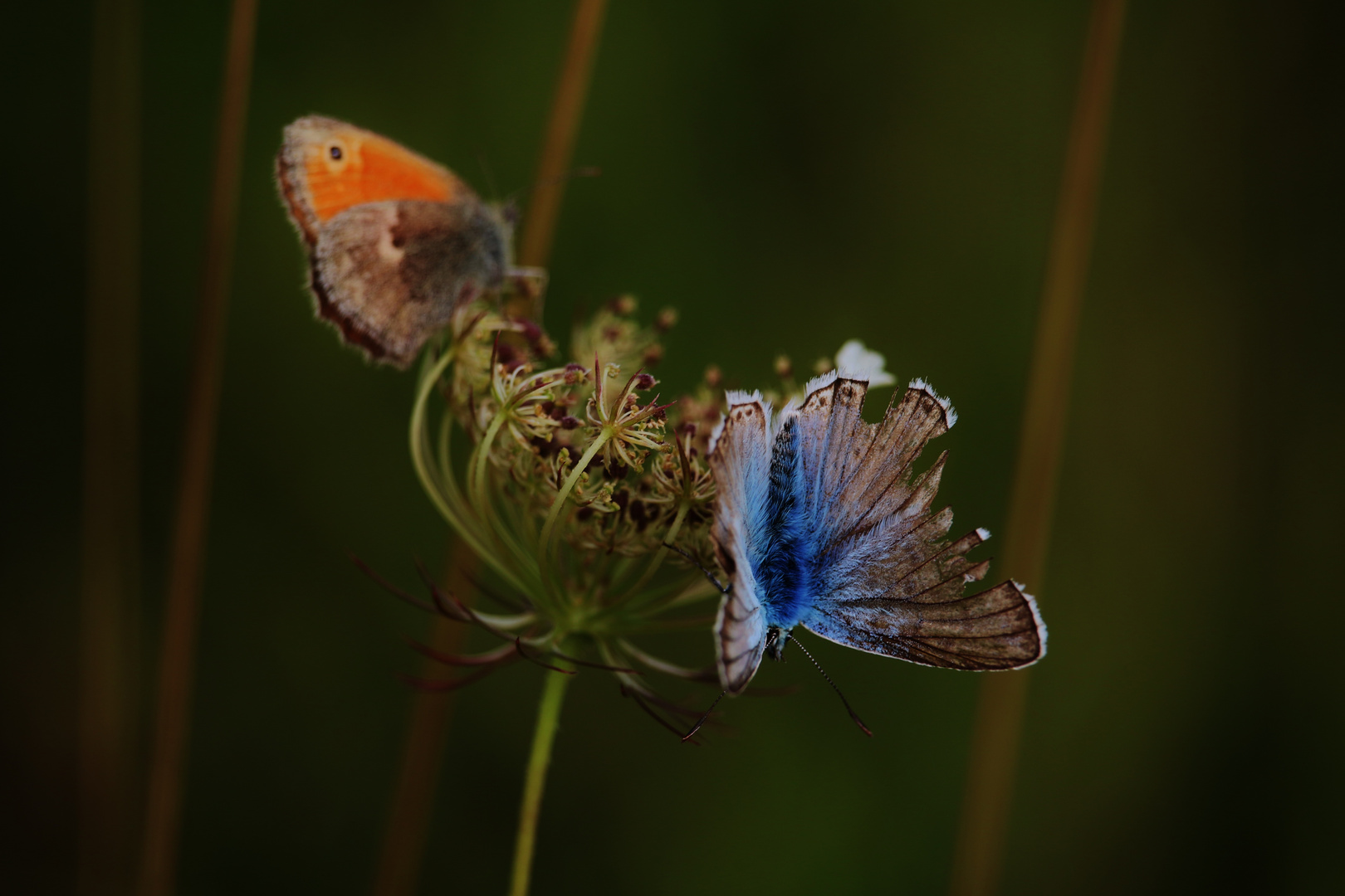 SCHMETTERLING- FLUGTAG/ 2