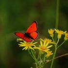 SCHMETTERLING- FLUGTAG/ 3