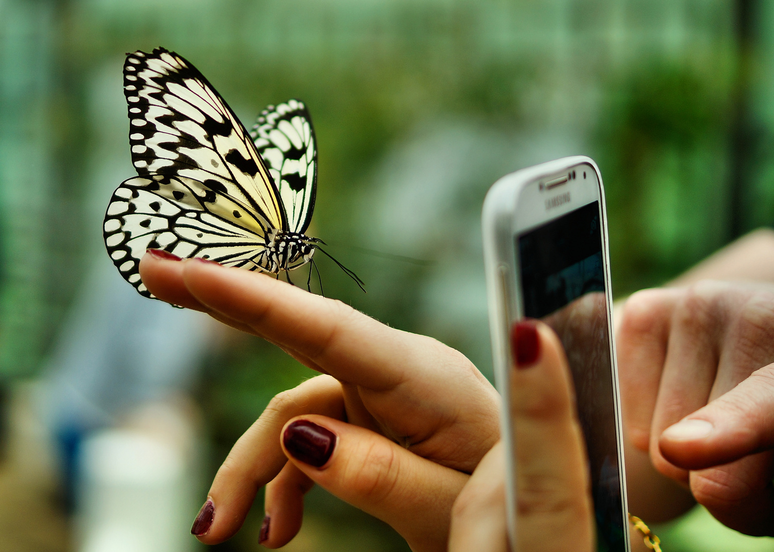 Schmetterling fotoshooting