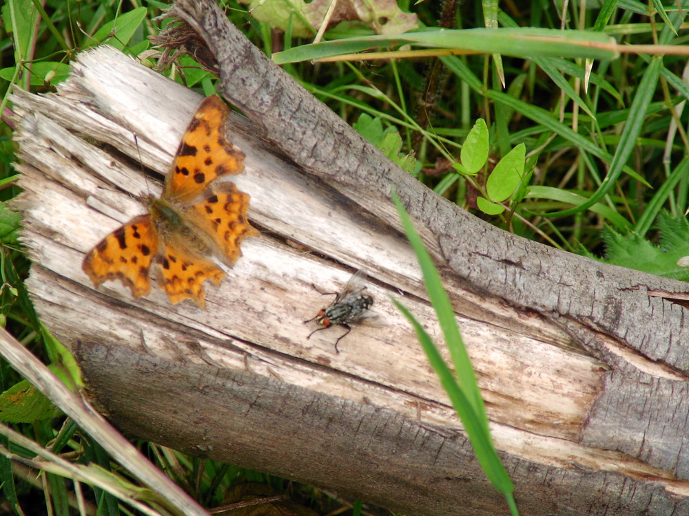 schmetterling & friend