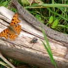 schmetterling & friend