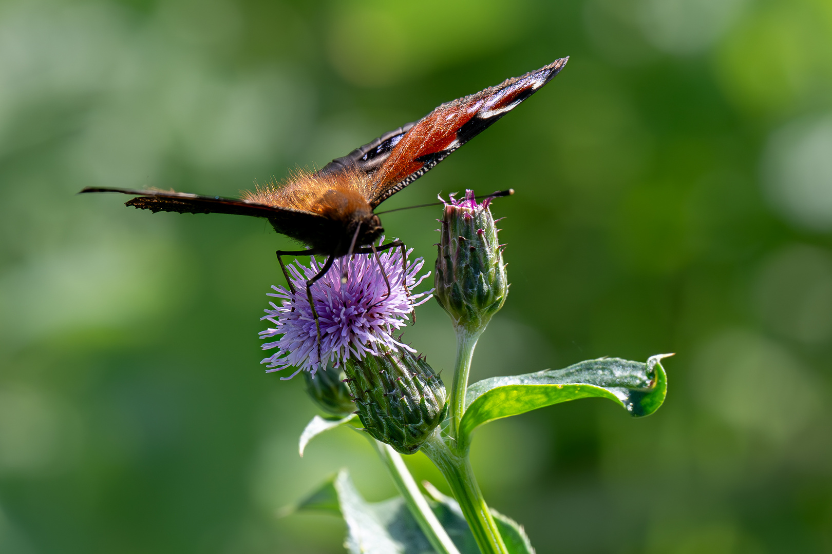 Schmetterling Frontal