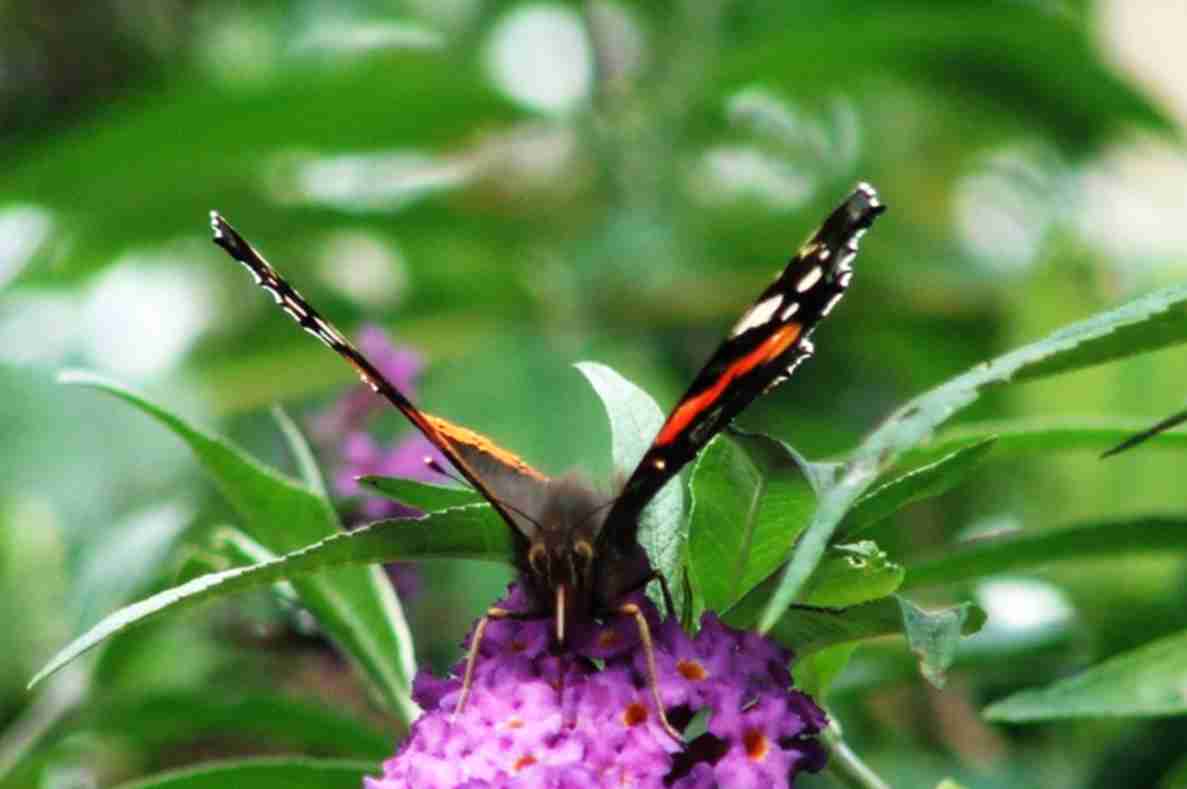 Schmetterling frontal
