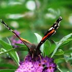 Schmetterling frontal