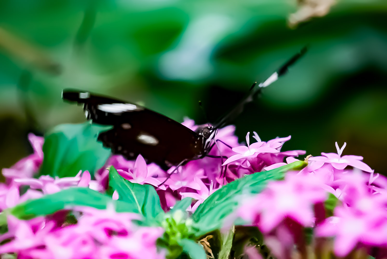 Schmetterling - Frühlingsgefühle