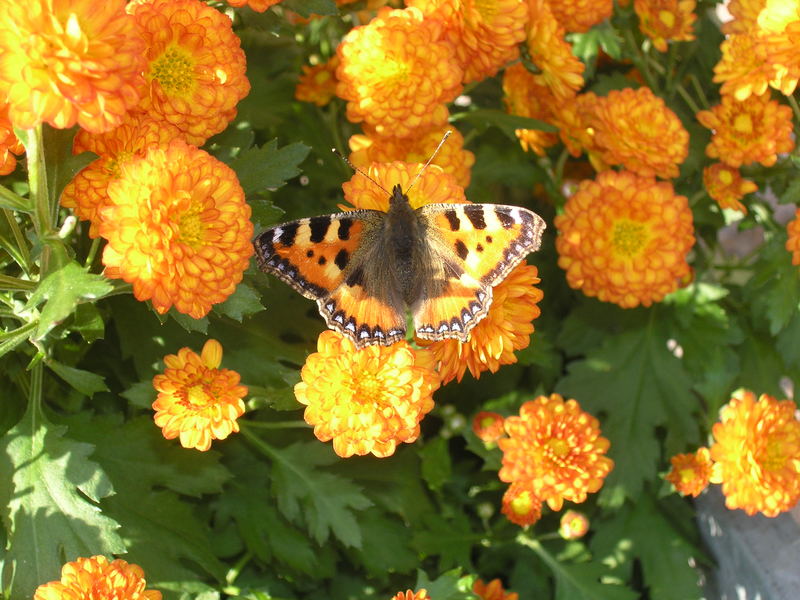 Schmetterling Fuchs