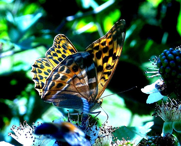 schmetterling für FLUSSSCHLANGENGRÜNE augen