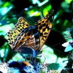 schmetterling für FLUSSSCHLANGENGRÜNE augen