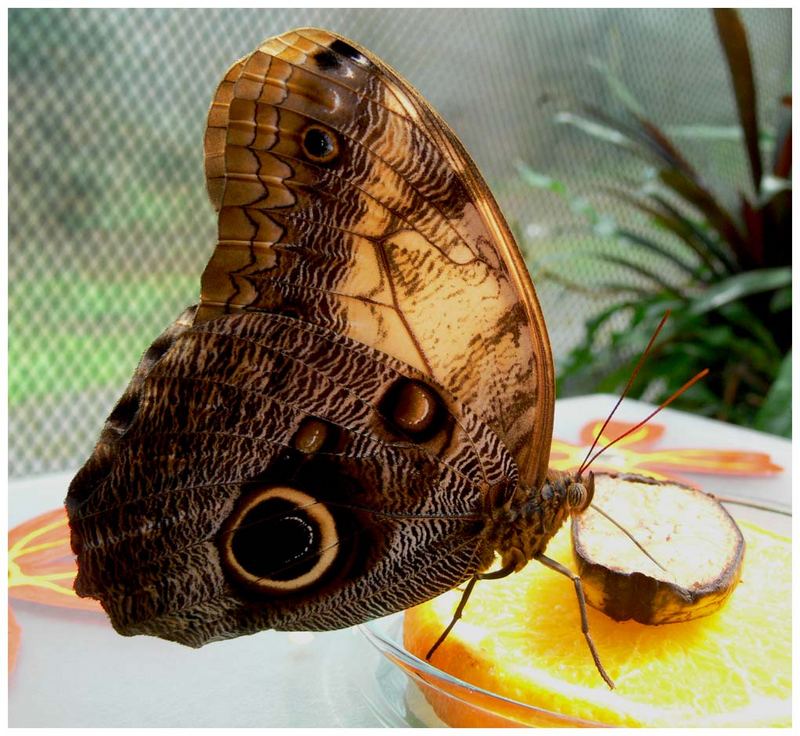 Schmetterling Galigo-Art