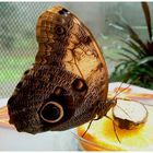 Schmetterling Galigo-Art