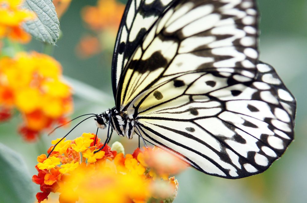 Schmetterling ganz nah Bild & Foto von Dreamerle aus Pure Natur